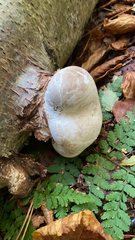 Agaricomycetes