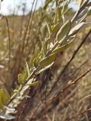 Helichrysum kraussii