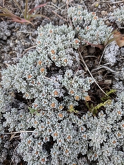 Eriogonum caespitosum