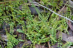Lindsaea linearis