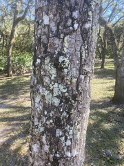 Myelochroa aurulenta