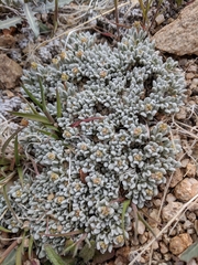 Eriogonum caespitosum