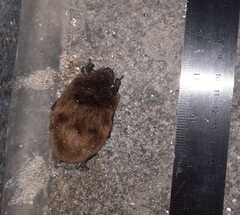 Nycticeius humeralis