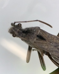 Hemiptera
