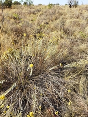 Helichrysum kraussii