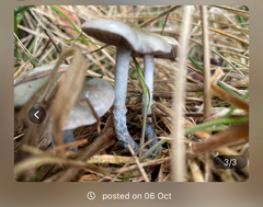 Stropharia caerulea