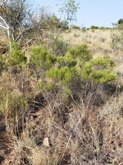 Euclea linearis