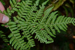 Dryopteris dilatata