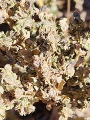 Atriplex elegans
