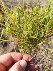 Euclea linearis
