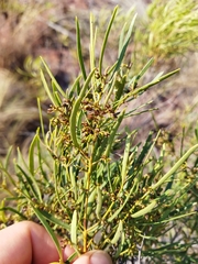 Euclea linearis