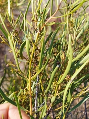 Euclea linearis