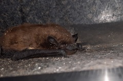 Nycticeius humeralis