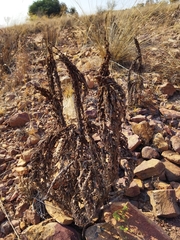 Myrothamnus flabellifolius