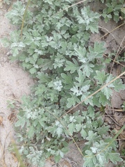 Artemisia stelleriana
