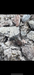 Cicindela depressula