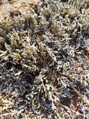 Selaginella dregei