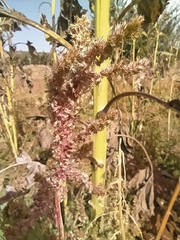 Amaranthus