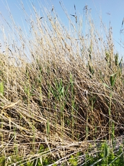 Phragmites