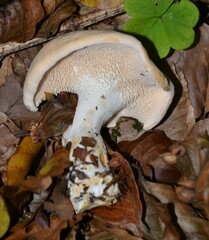 Hydnum repandum