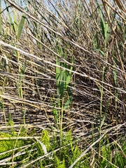 Phragmites