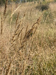 Conocephalini