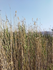 Phragmites