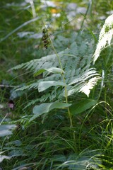 Epipactis