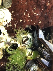 Semibalanus balanoides