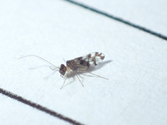 Propsocus pulchripennis