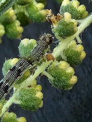 Schinia rivulosa