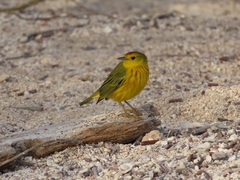 Setophaga petechia aureola