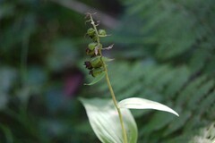 Epipactis