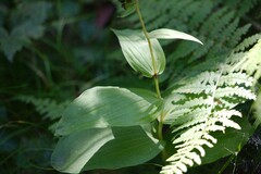 Epipactis