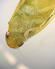 Hemiptera
