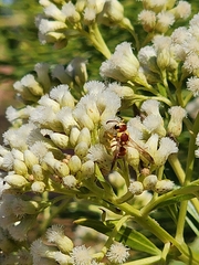 Euodynerus annulatus