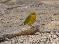 Setophaga petechia aureola