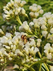 Euodynerus annulatus