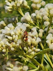 Euodynerus annulatus