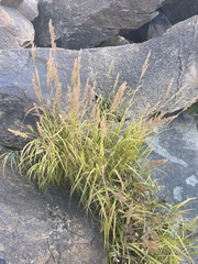 Calamagrostis stricta