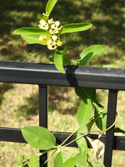 Callaeum macropterum