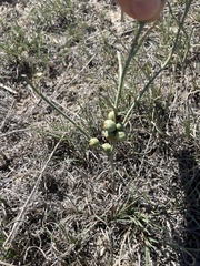 Antistrophus pisum