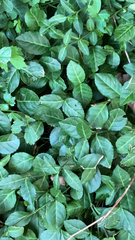 Trachelospermum asiaticum