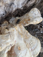 Phloeodes diabolicus