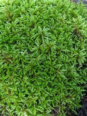 Brachythecium rutabulum