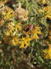 Apiomerus flaviventris