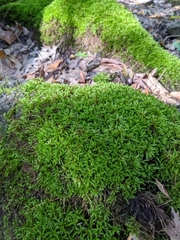 Brachythecium rutabulum