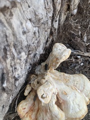 Phloeodes diabolicus