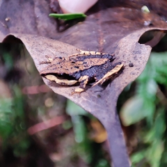 Pristimantis thectopternus