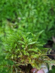 Brachythecium rutabulum